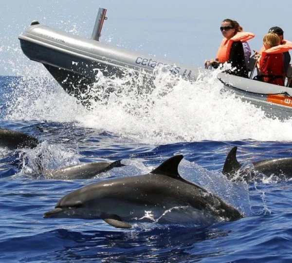Barco com pessoas e Golfinhos no mar.
