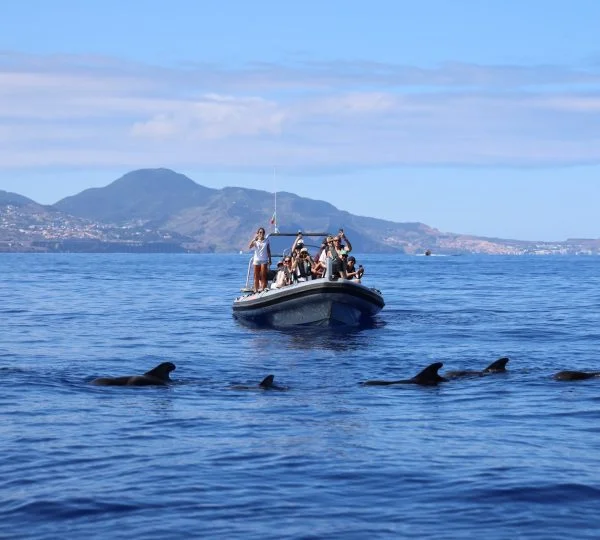 Barco com pessoas e Golfinhos no mar.