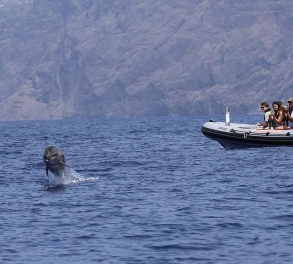 Barco com pessoas e Golfinhos no mar.
